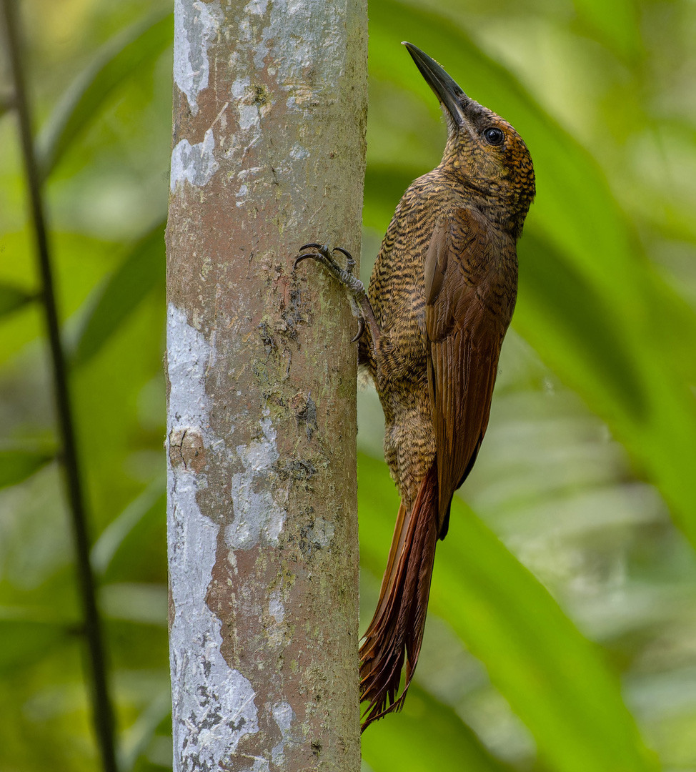 image Northern Barred-Woodcreeper